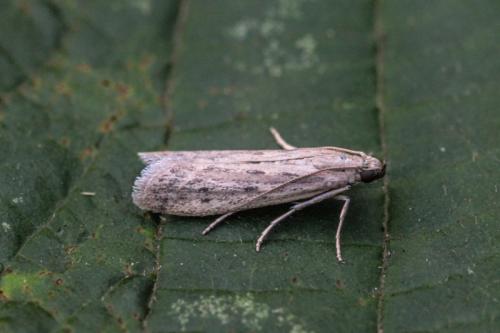 Réf. 198 315 : Phycitodes sp.